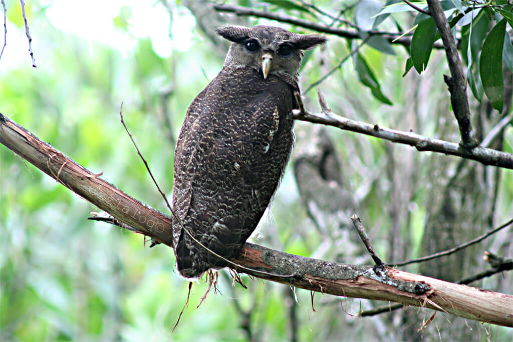 Duizenden vogels gered van illegale Indonesische vogelhandel