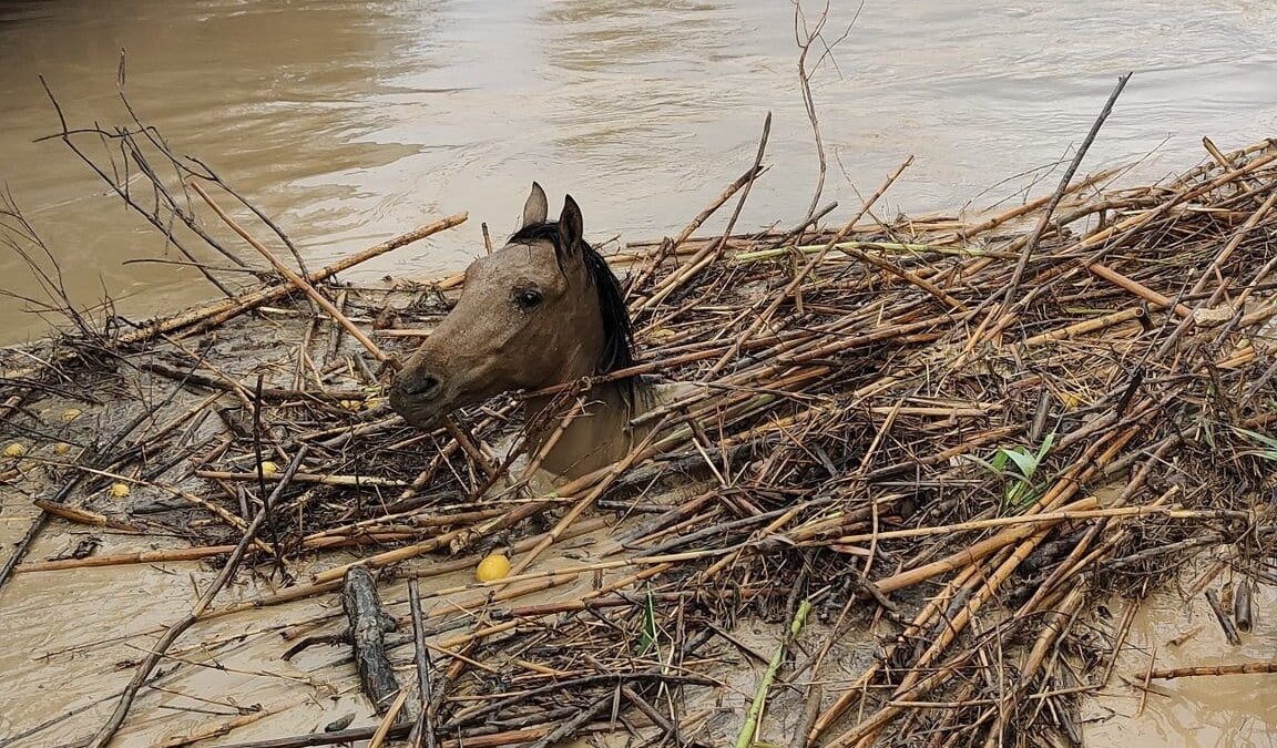 House of Animals helpt dieren in rampgebied Spanje