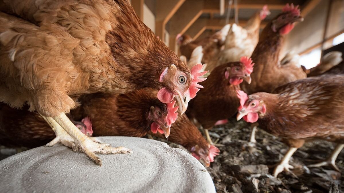 Per direct ophokplicht door vogelgriep in Nederland