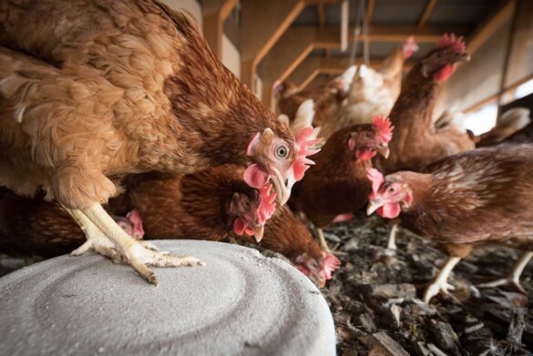 Per direct ophokplicht door vogelgriep in Nederland