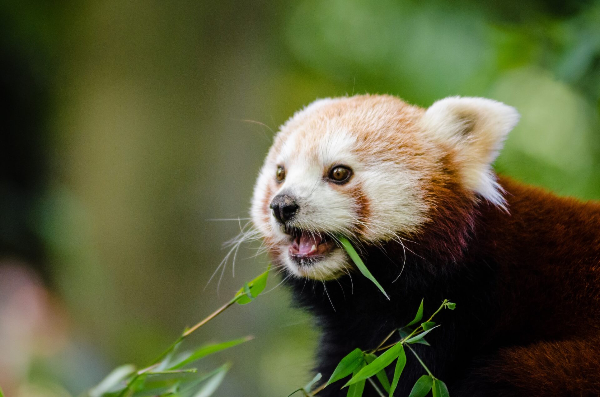 jonge rode panda