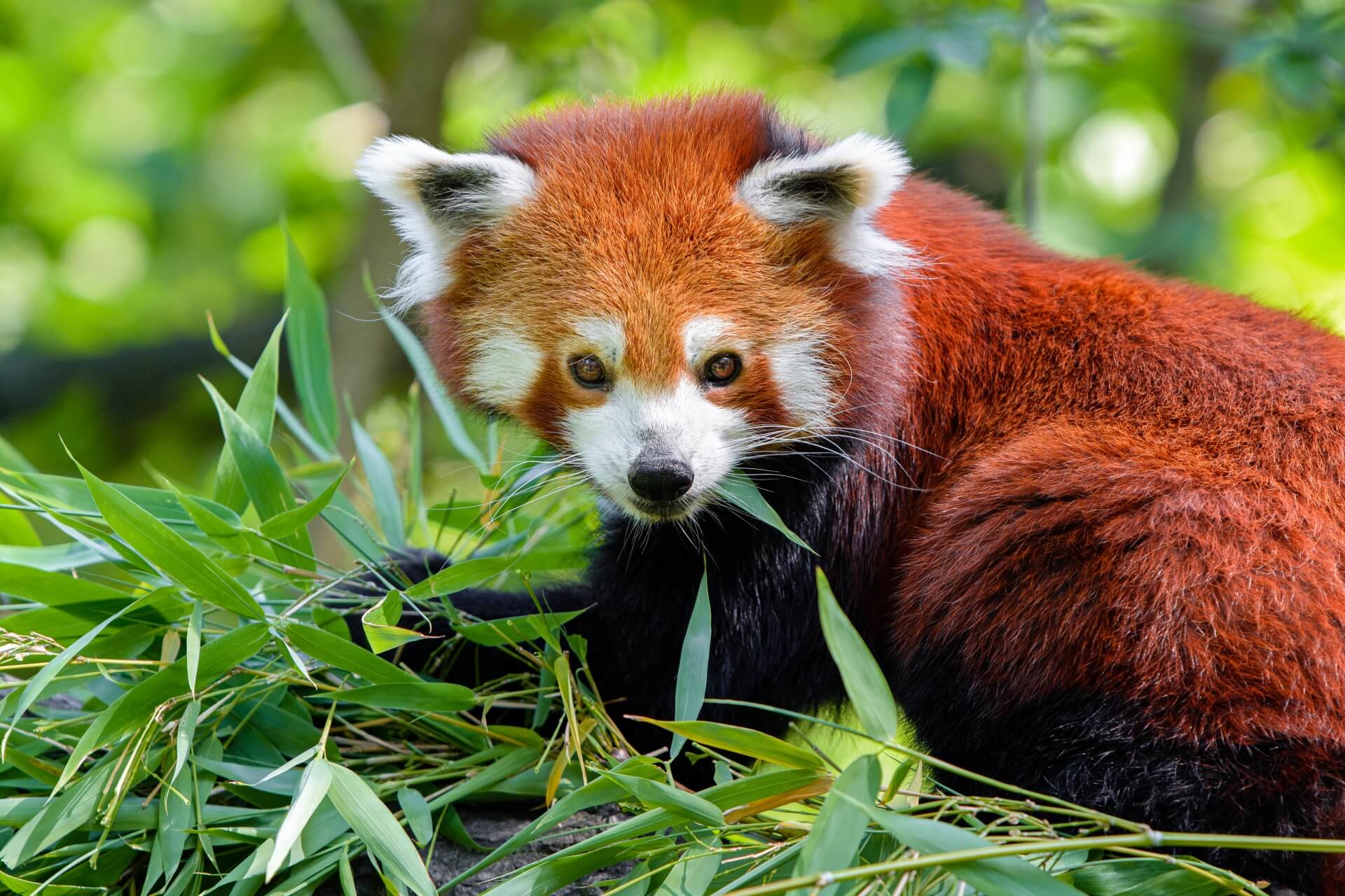 Dood rode panda’s dierentuin Edinburgh gelinkt aan vuurwerk