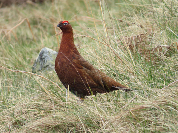 Schotse roofvogels