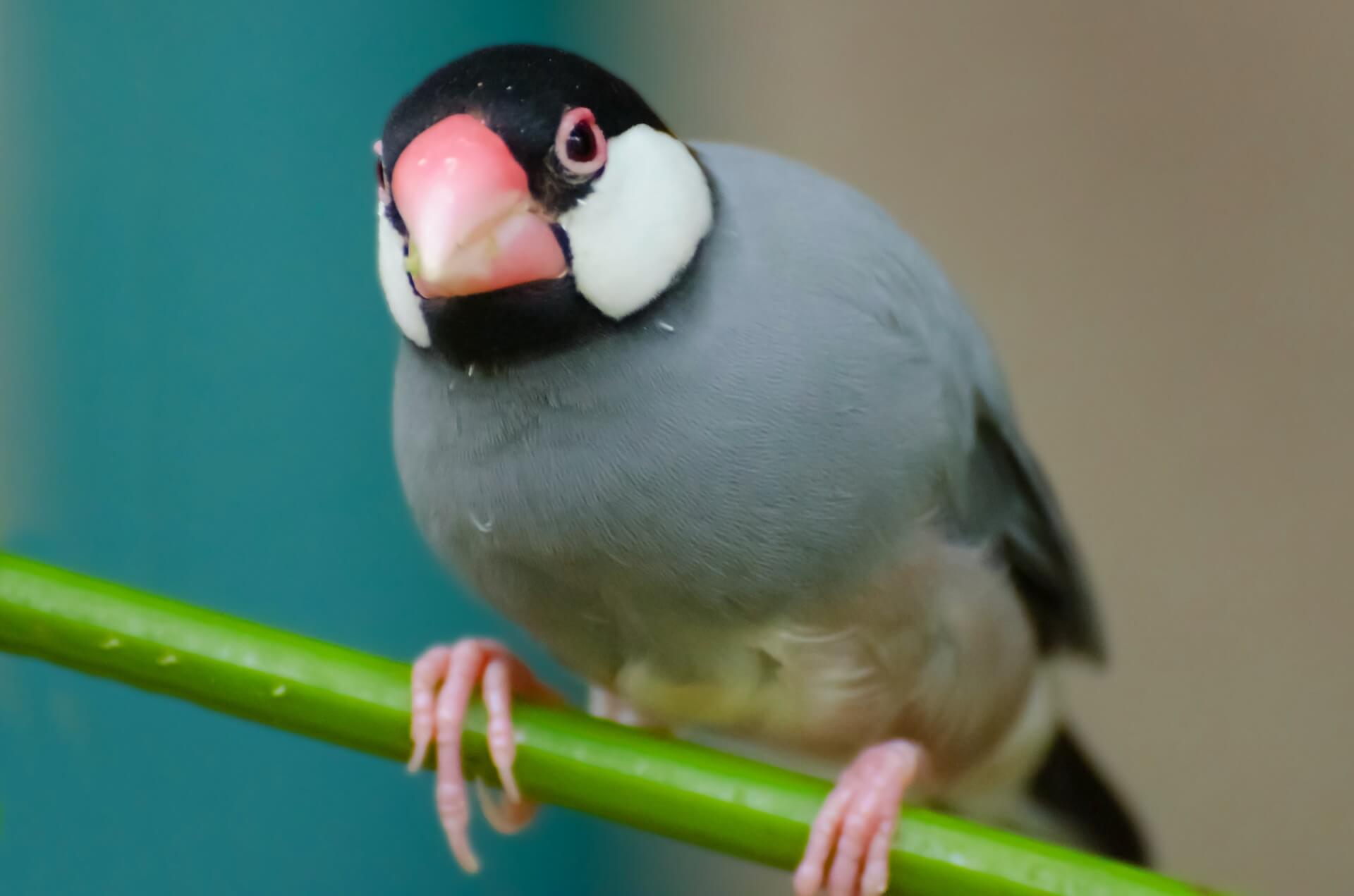 Duizenden vogels gered van illegale Indonesische vogelhandel