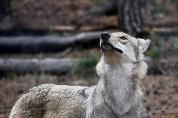 Eerste waarschuwing om slechte bescherming schapen tegen wolf