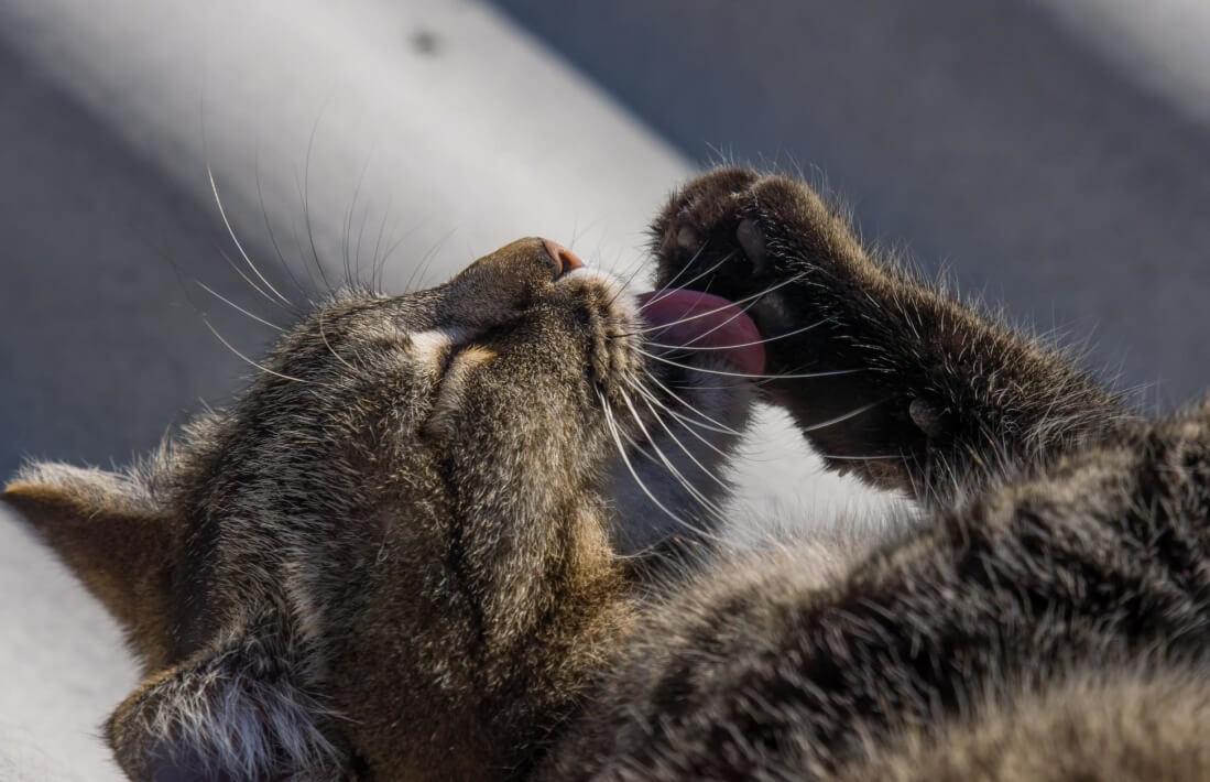 Evanston in Illinois (VS) verbiedt ontklauwen van katten