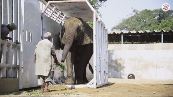 Olifant Madhubala in Karachi Zoo