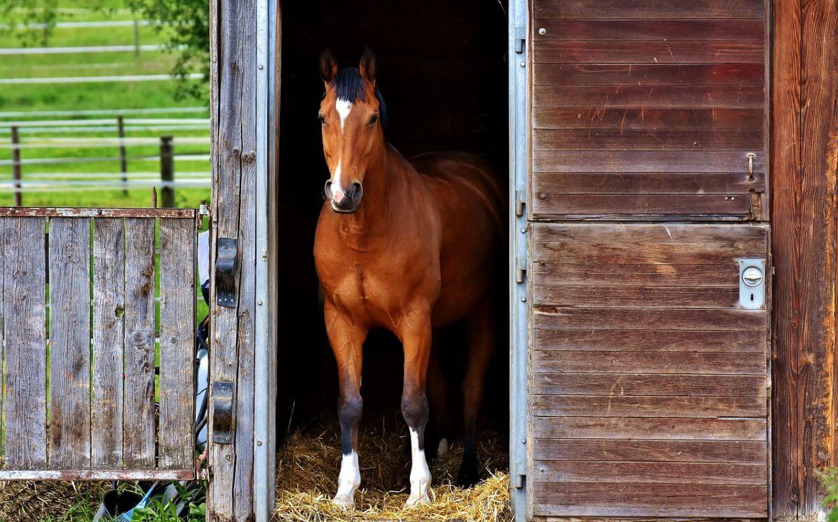 paarden op maneges