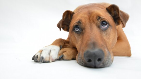 Onderzoek OM naar netwerk dierenmisbruik in Nederland