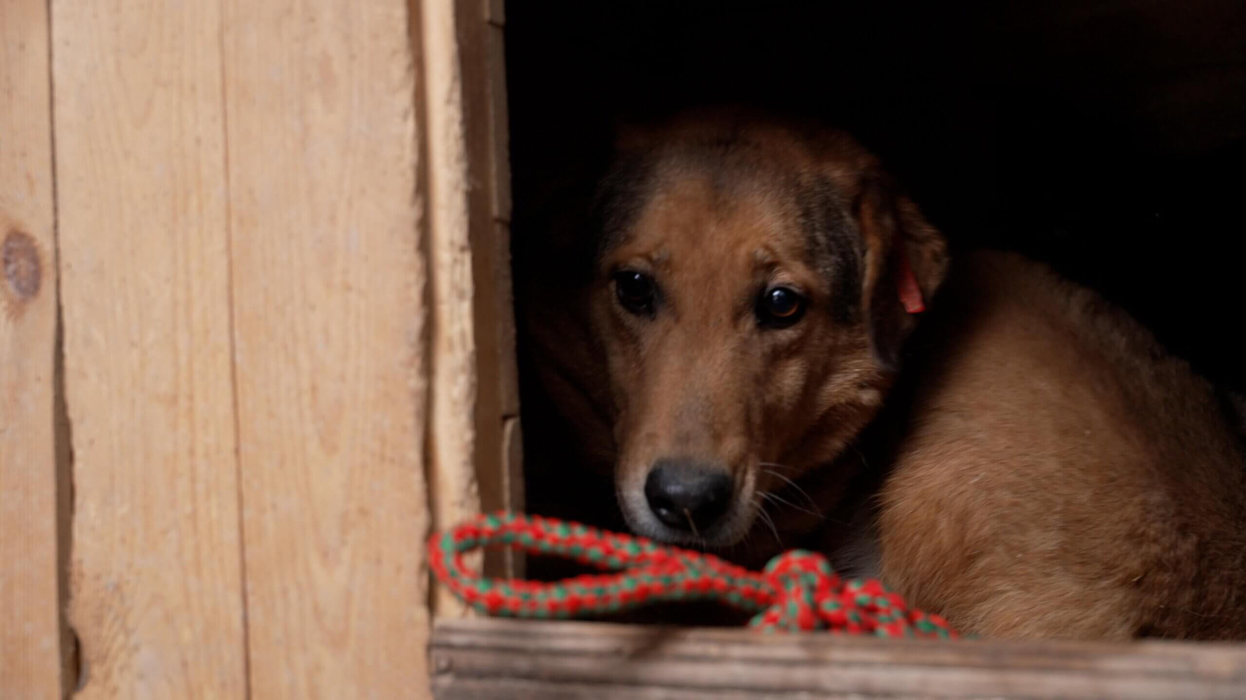 adoptiehond Mukthar in Mykolajiv