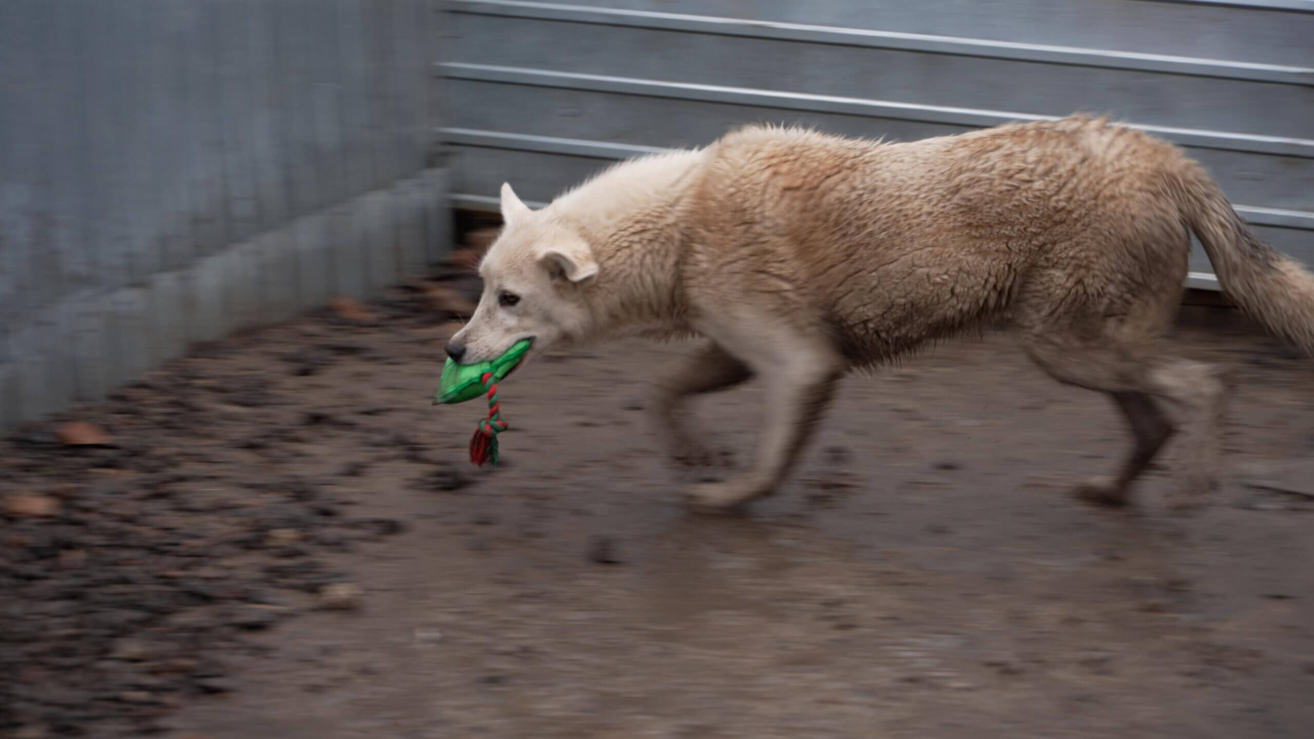 een van de puppy's