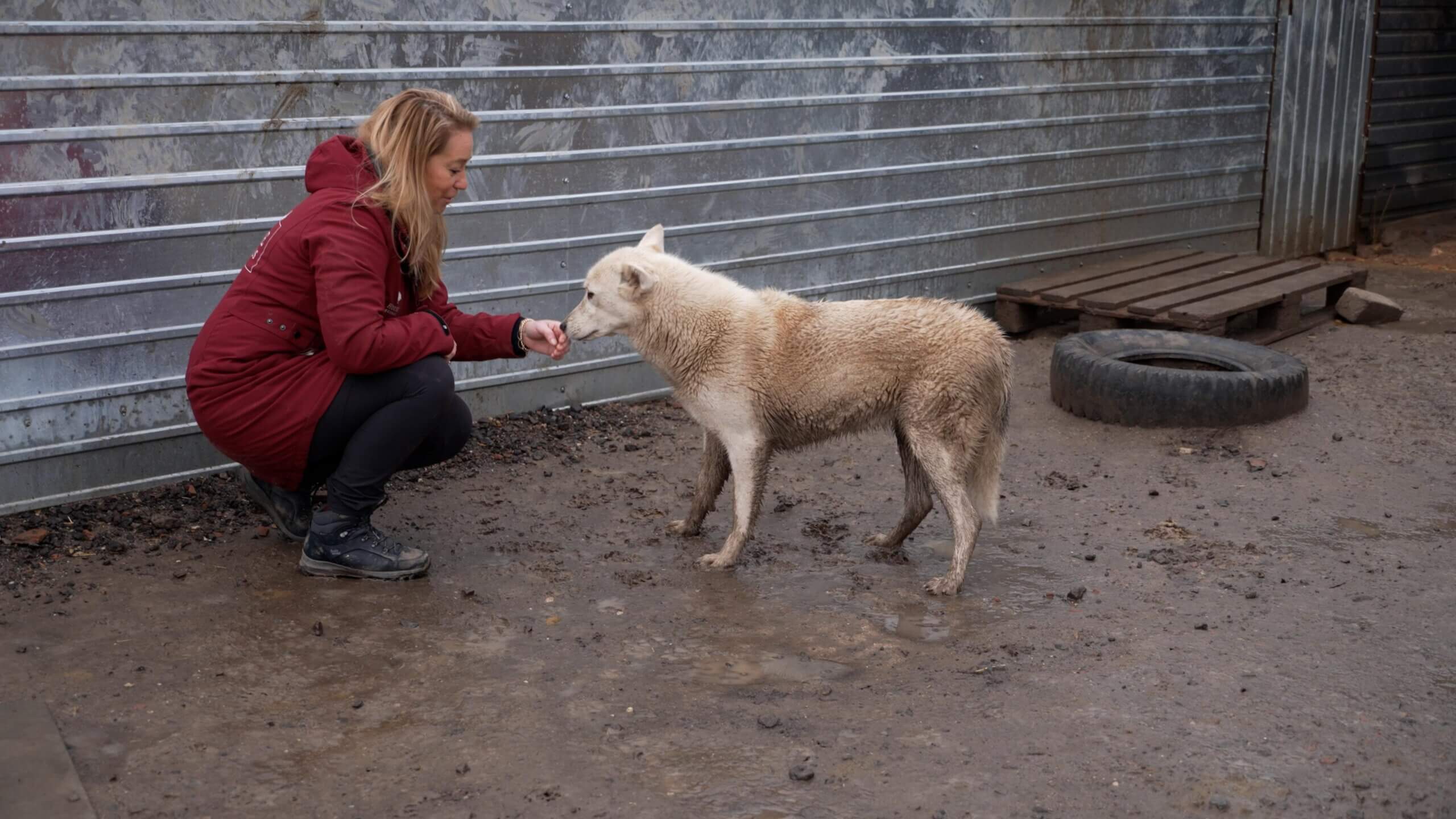 een van de puppy's