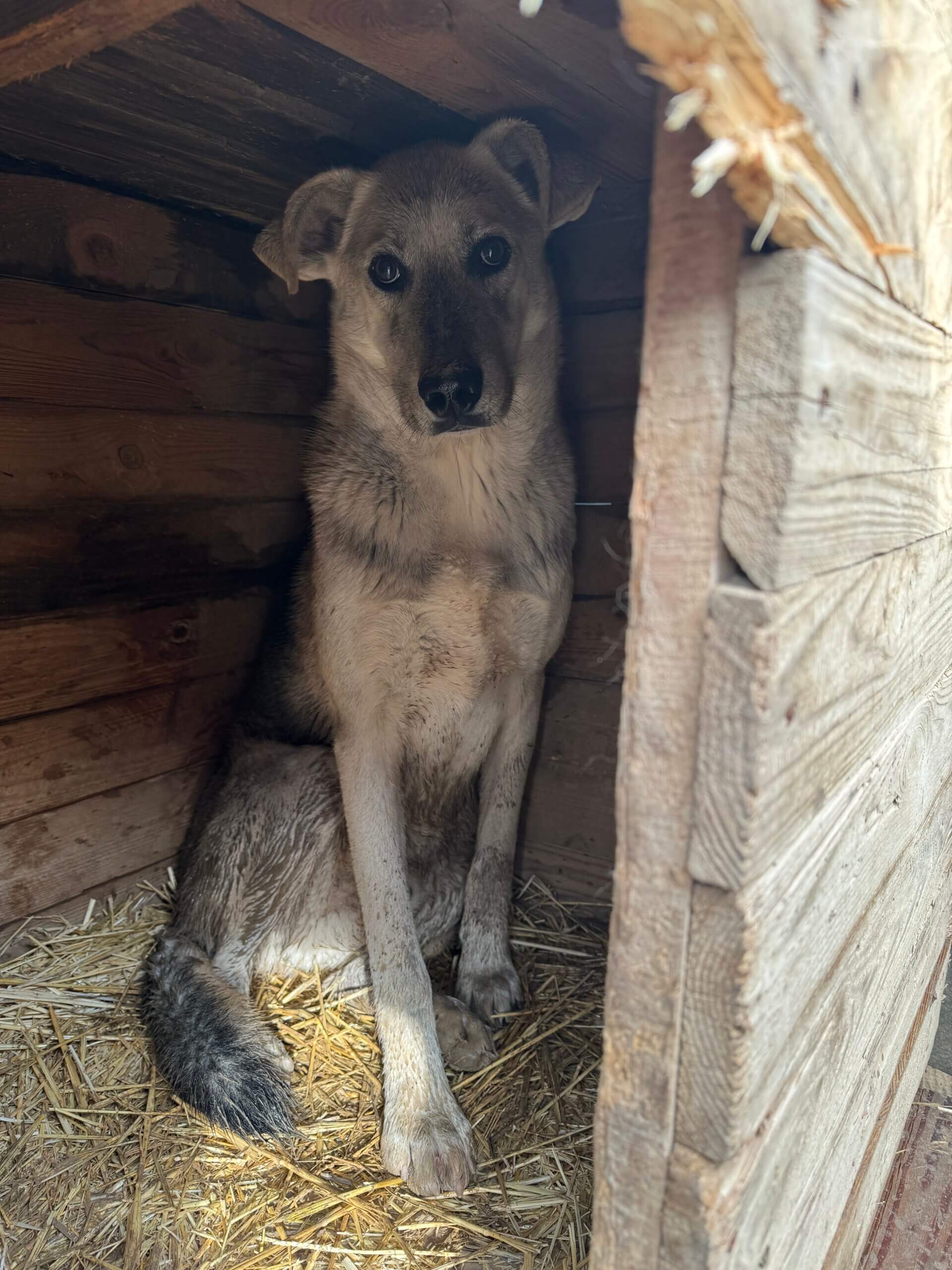 een van de puppy's