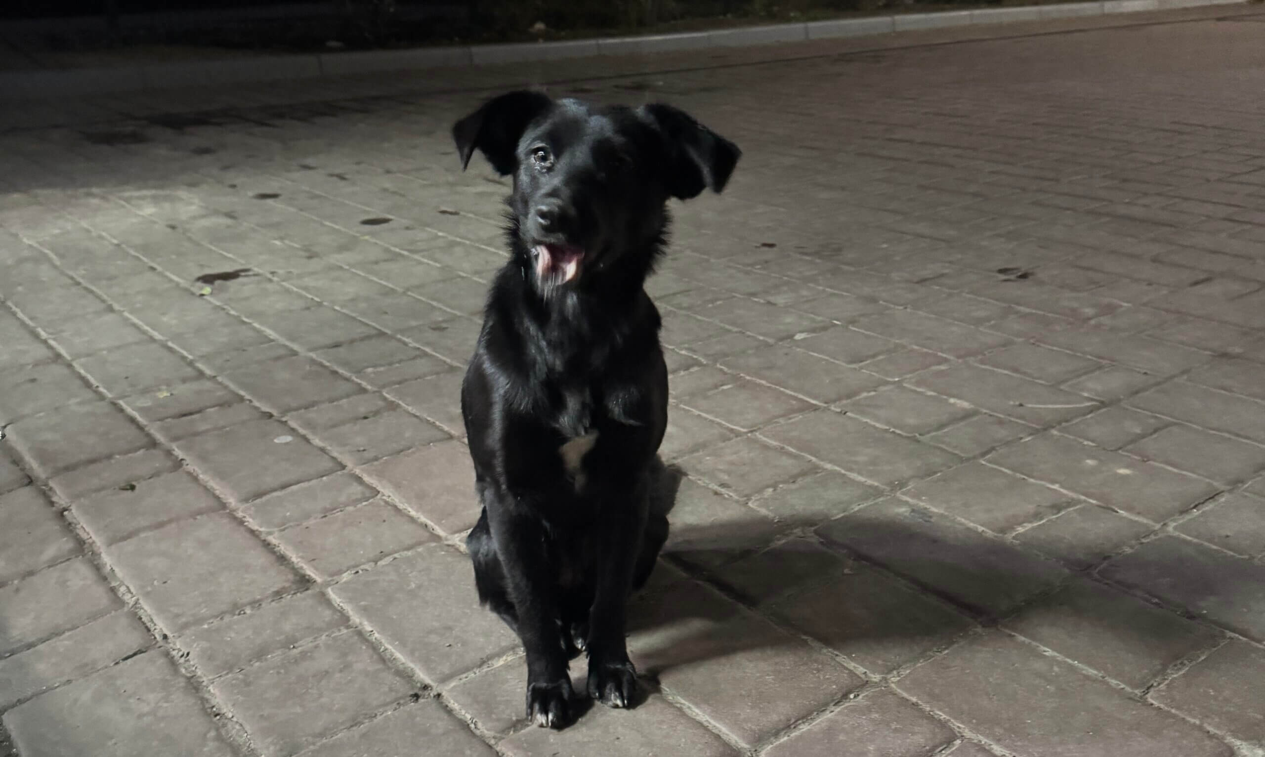 hond bij een tankstation in Oekraïne