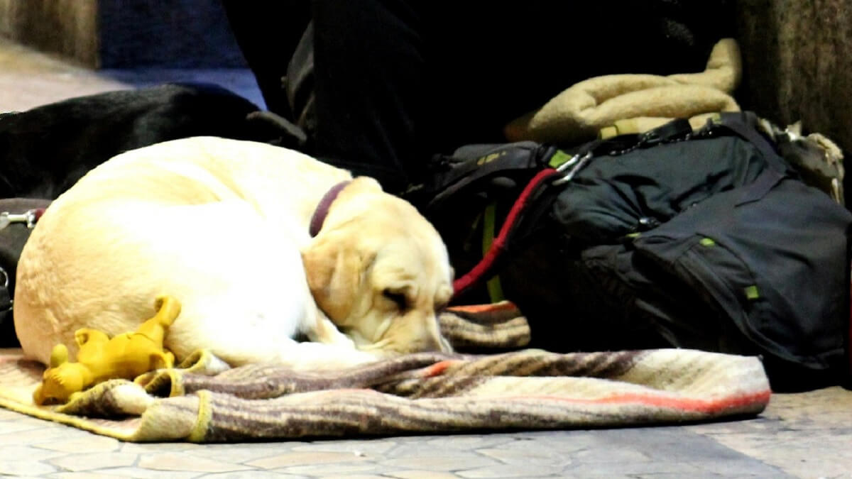 Bendes misbruiken honden om te bedelen op straat