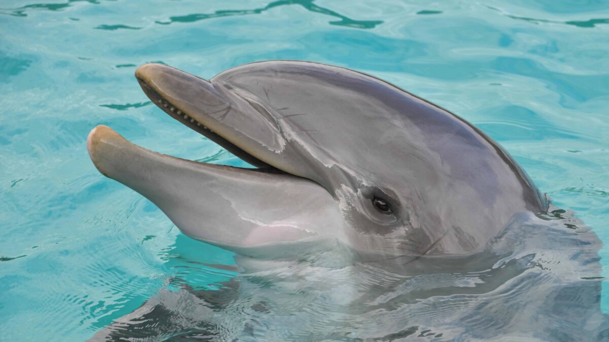 Dolfinarium raakt binnen 6 maanden Michelinster weer kwijt