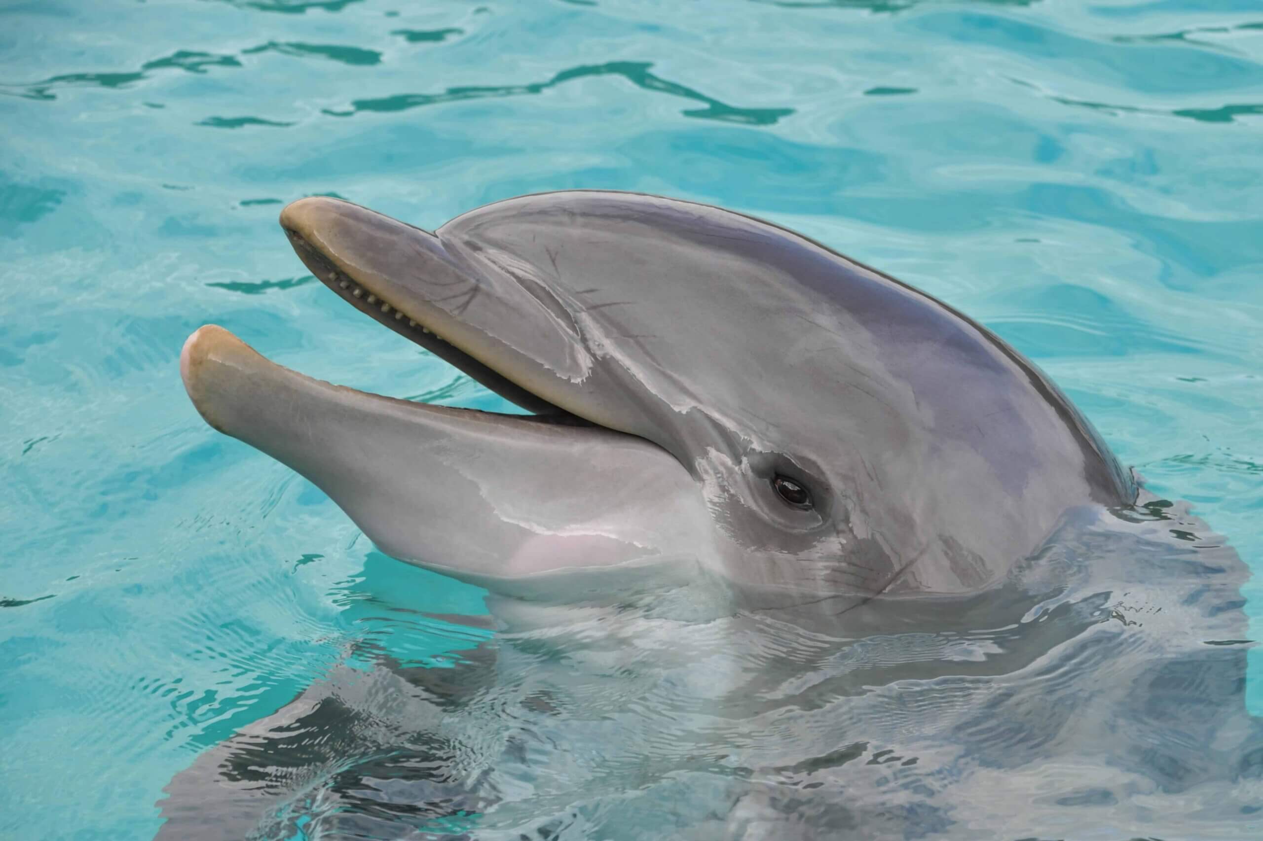 Dolfinarium raakt binnen 6 maanden Michelinster weer kwijt