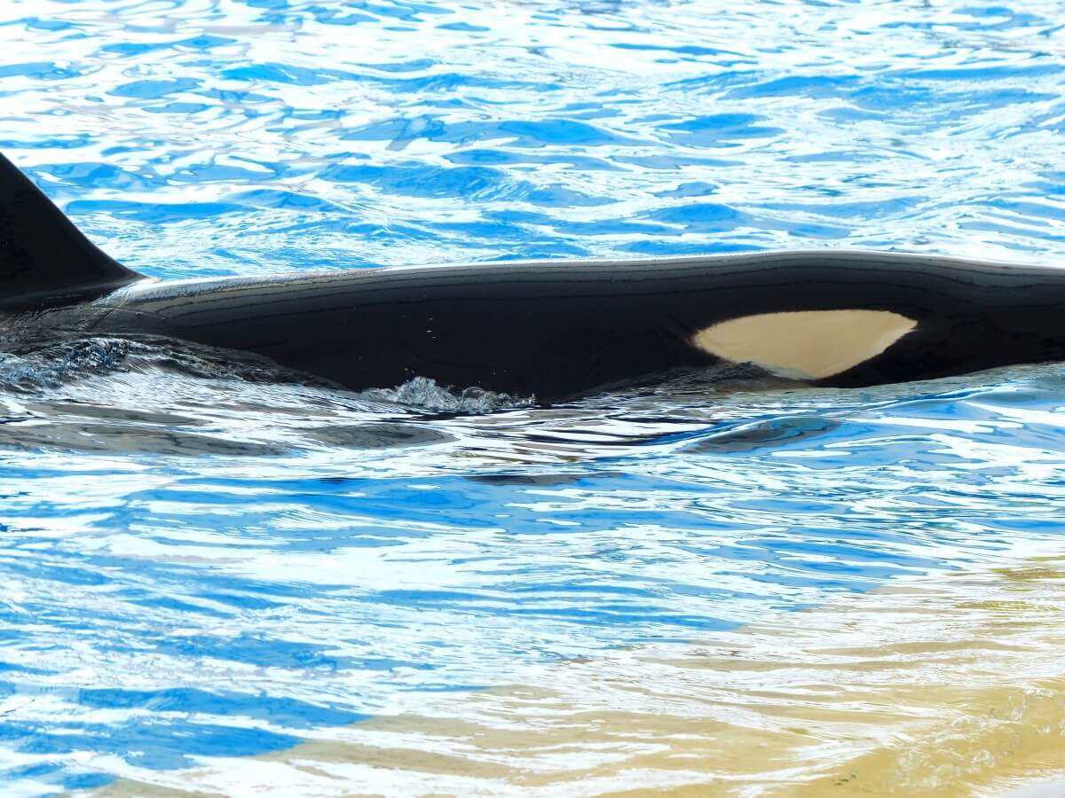 Onzekere toekomst orka's na sluiting Marineland Antibes