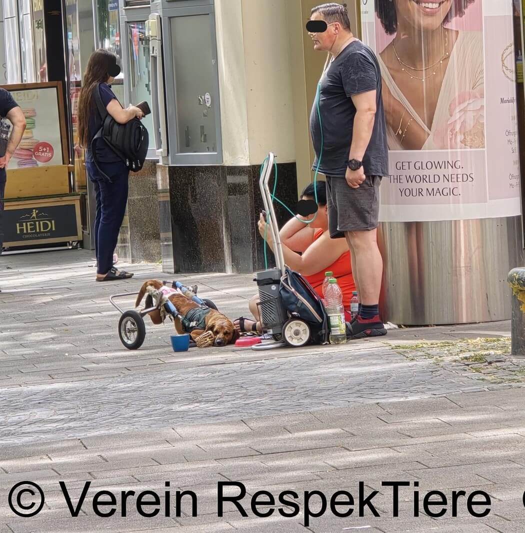 Bendes misbruiken honden om te bedelen op straat