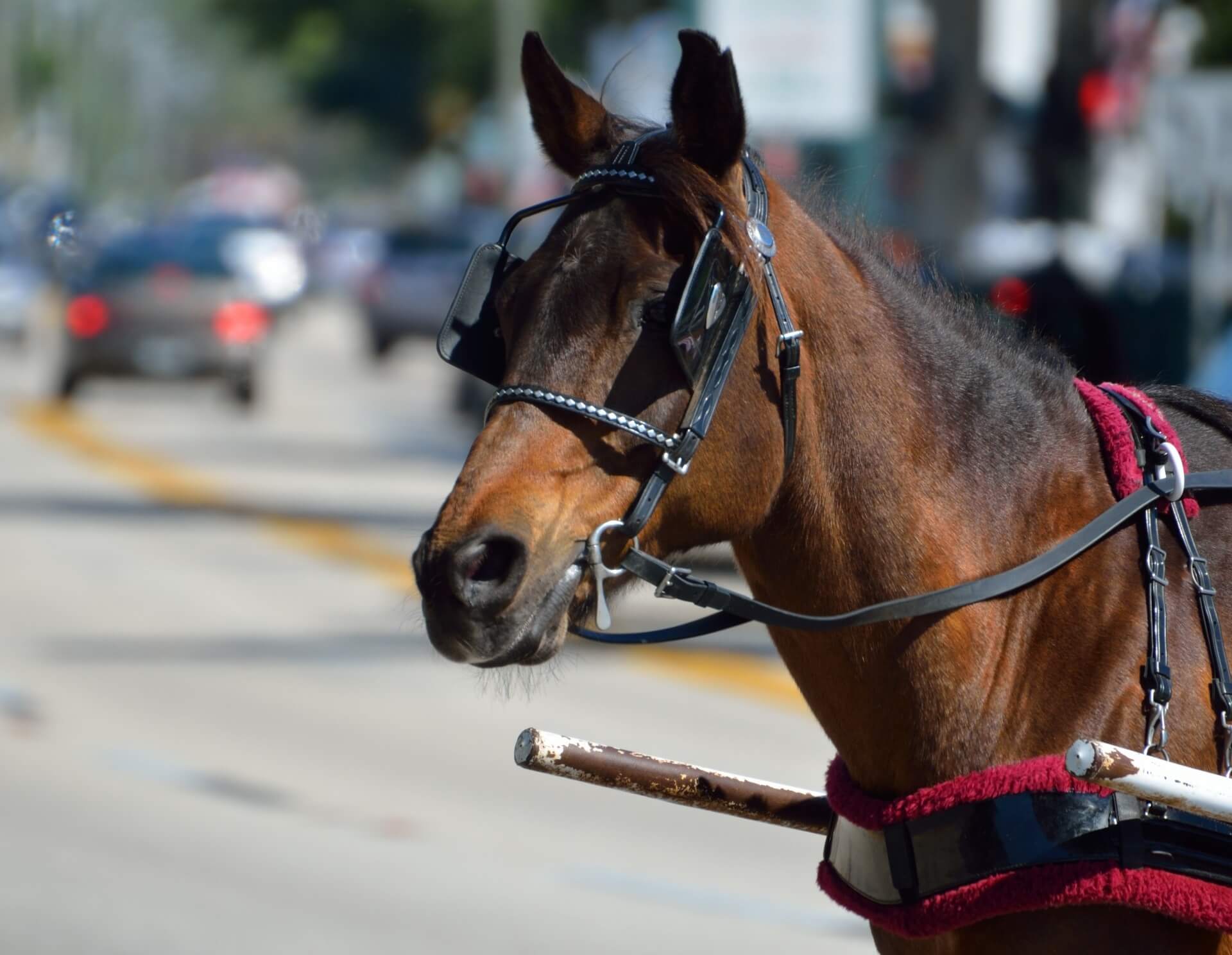 Verbod op paardenkoetsen in Málaga