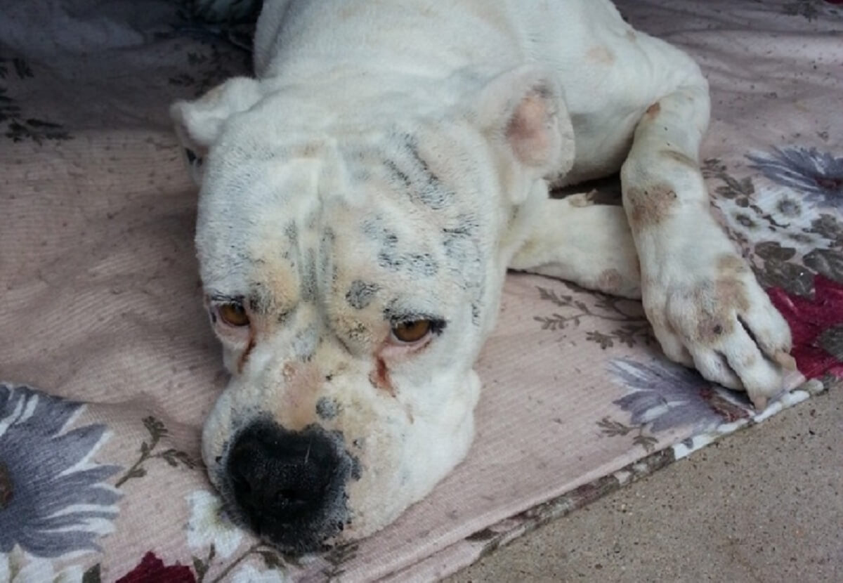 Bendes misbruiken honden om te bedelen op straat