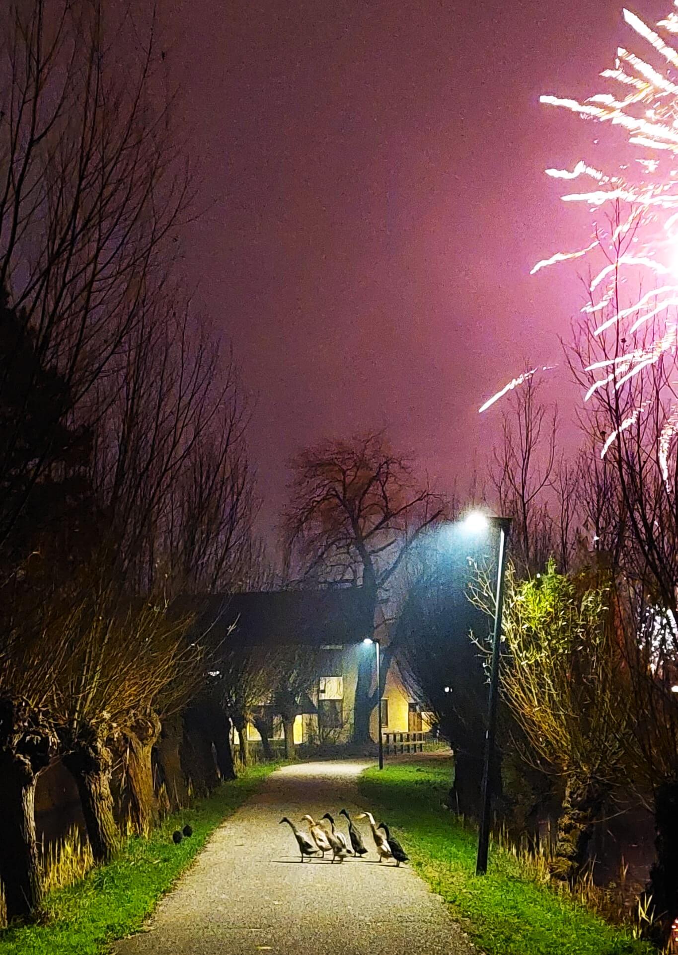 Groep vogels loopt in paniek heen en weer. Leiden, 1 januari 2025