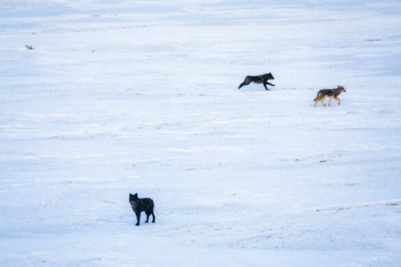 Wolven terug naar het wild en herstel roedel in Colorado