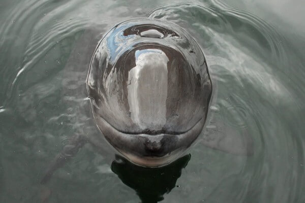 Adopteer een walvis op Internationale Walvisdag