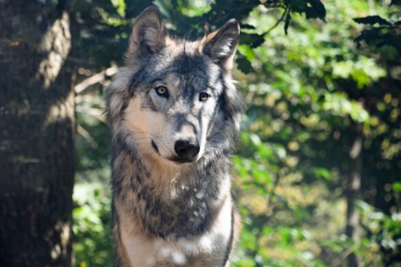 Beschermde status wolf sinds vandaag afgezwakt