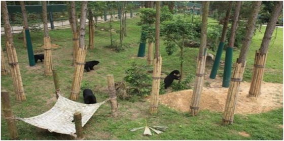 Animals Asia beren opvang