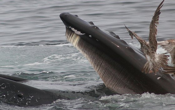 Walvis met baleinen