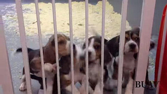 Beagles puppies - diergeneesmiddelen