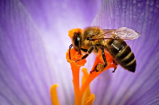Bij op paarse bloem bijensterfte