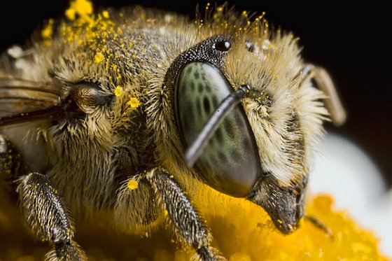Bij close-up bijenradar