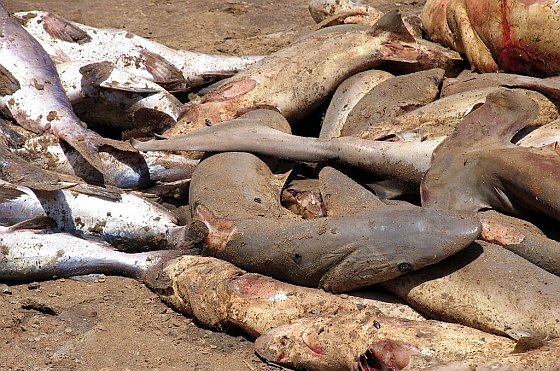Senaat VS stemt voor verbod op handel in haaienvinnen