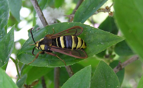 Hoornaarsvlinder