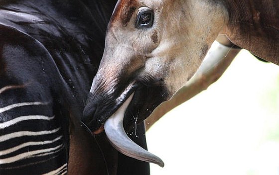 Okapi tong