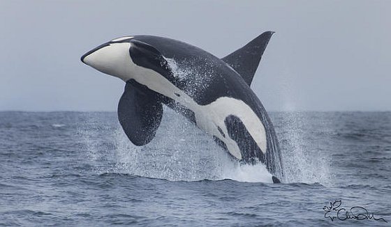 Springende orka
