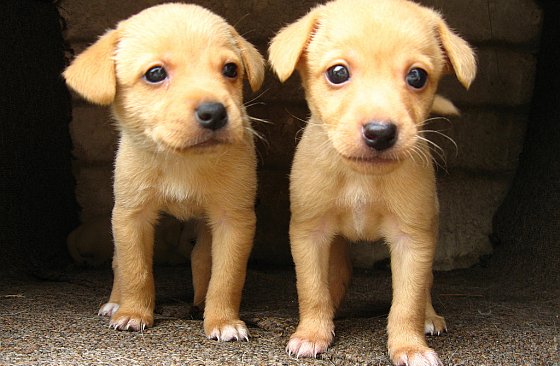 Golden retriever pups pup