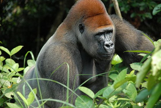 Gorilla mensapen