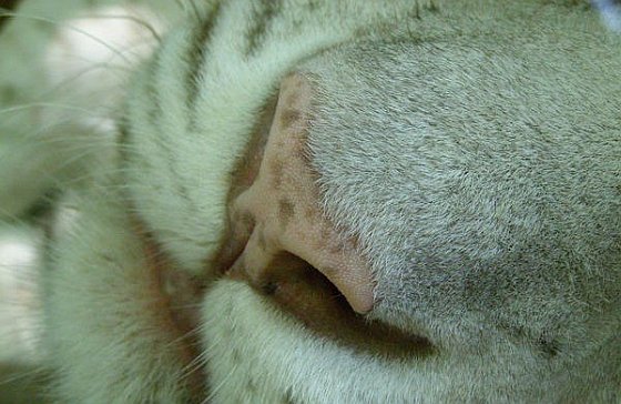 Witte tijger neus