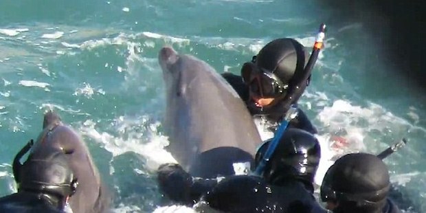 dolfijn probeert