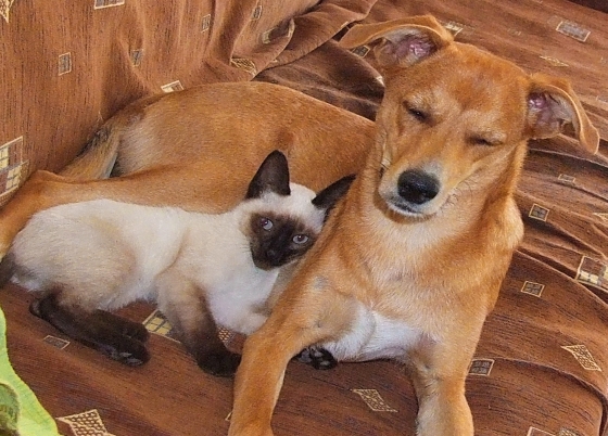 hond en kat knuffelen