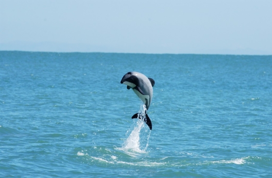 maui dolfijn