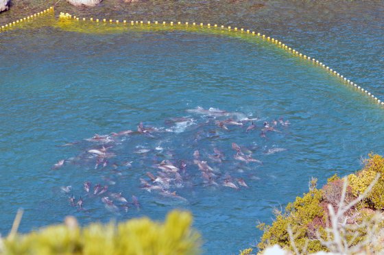 Taiji XIII dolfijnenslachtingen 