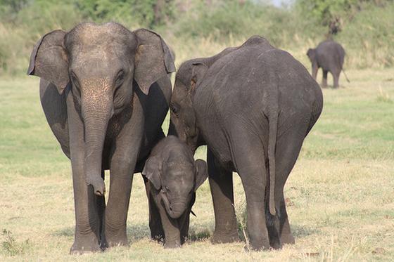 olifantenfamilie