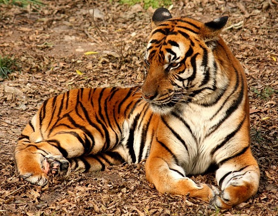 Noord-Indochinese tijger