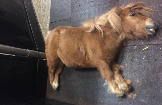 BVA Auctions verwaarloosde pony
