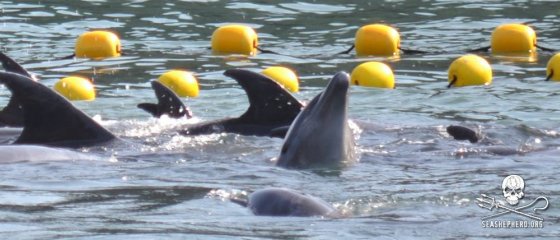 fokken van dolfijnen in gevangenschap