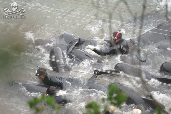 Taiji 3 - dolfijnenmoordenaars